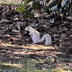 Green Valley White Squirrels